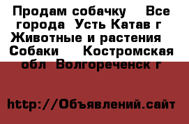 Продам собачку  - Все города, Усть-Катав г. Животные и растения » Собаки   . Костромская обл.,Волгореченск г.